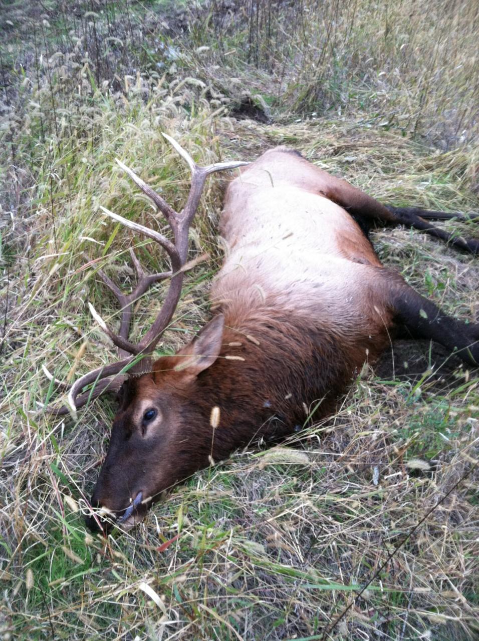 Elk images 20132014 Fort Riley iSportsman